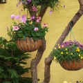 Hanging baskets can be hung from a tree's sturdier lower branches, or nails, as Lowe's shows.
