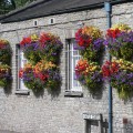 Hanging baskets on a wall in Thornbury, England during the annual summer floral displays.