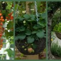 Think beyond patio tomatoes and peppers for hanging edibles. Strawberries, lettuces, and herbs also grow wonderfully in hanging baskets. (Image found on The Enduring Gardner)