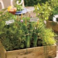 Cilantro, Parsley, and Chives Garden