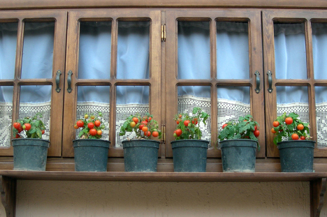 tomato-pots