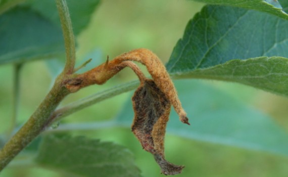 Iconic symptom of fire blight is burnt leaf tips that kill young growth. Image from Walden Effect.