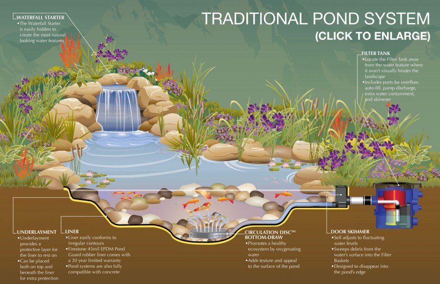 Basics of a balanced pond with permaculture in mind. 