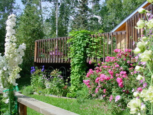 Hops in a yard by "Sherry AK", found on Tomatoville.com