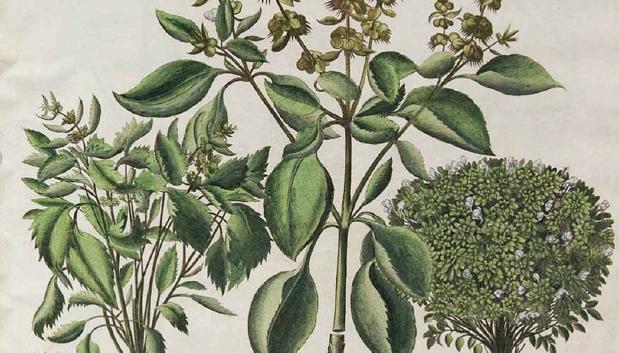 1407914377_basilillustration