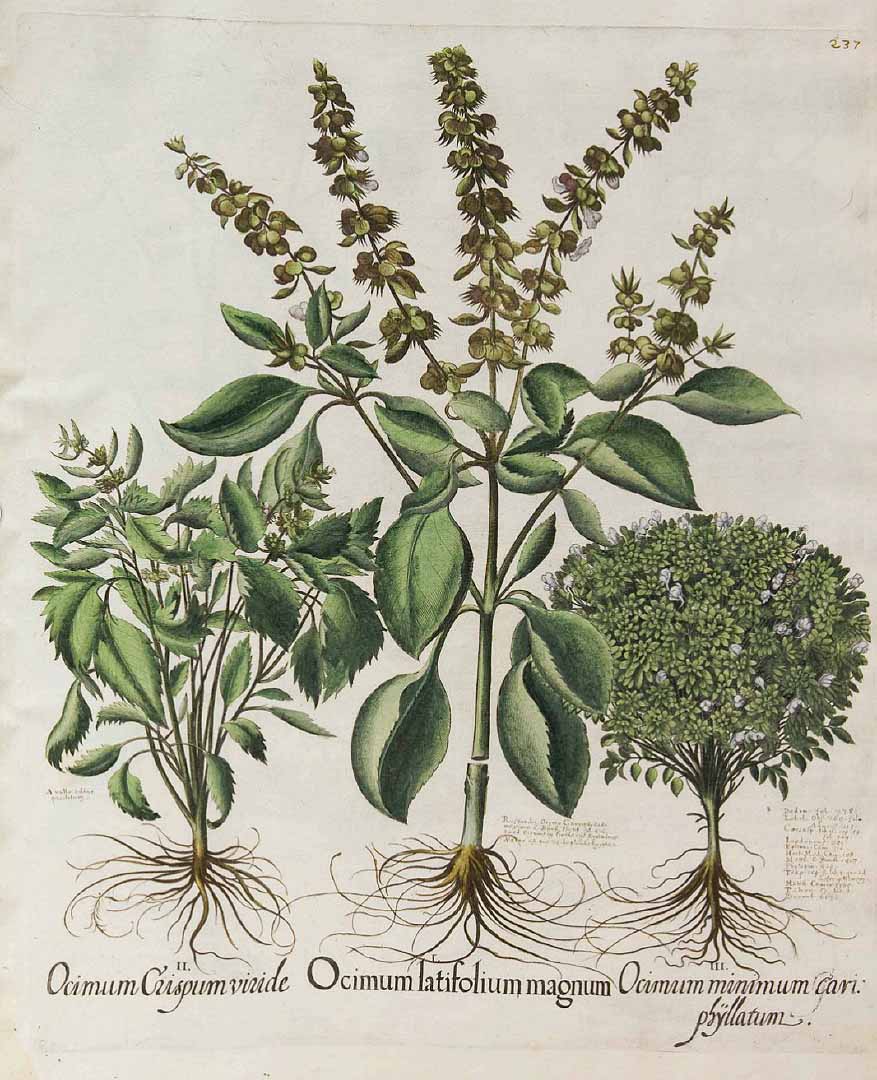 1407914377_basilillustration