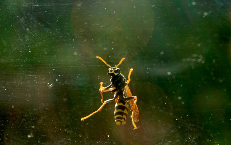 A wasp saying hello on the door. Did he just make a meal out of the wood on your trees? Image credit: Emily of Emily Site